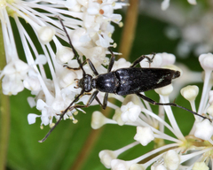 Typocerus lugubris