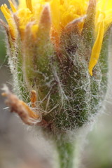 Arnica angustifolia