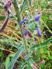 Echium vulgare