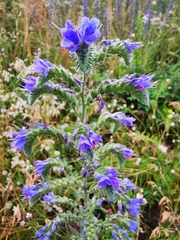 Echium vulgare