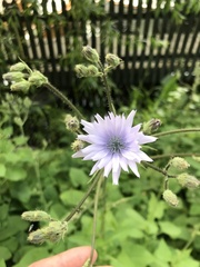 Cicerbita macrophylla