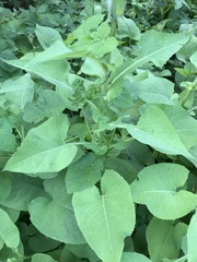 Cicerbita macrophylla