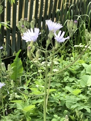 Cicerbita macrophylla