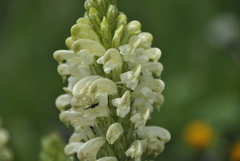 Pedicularis comosa