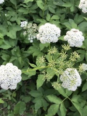 Aegopodium podagraria