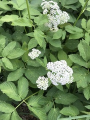 Aegopodium podagraria