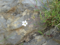 Gypsophila repens