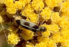Chitona connexa