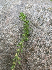Veronica arvensis