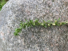 Veronica arvensis