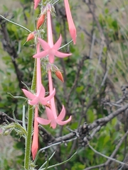 Ipomopsis aggregata collina