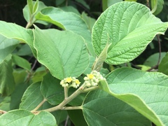 Colubrina yucatanensis