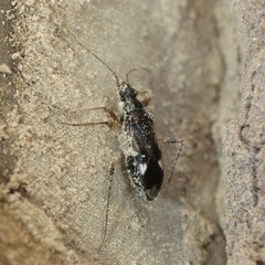 Pseudopamera rubricata