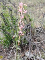 Ipomopsis aggregata collina