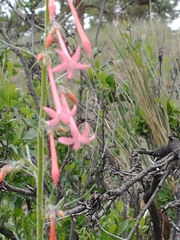 Ipomopsis aggregata collina