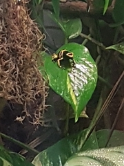 Dendrobates leucomelas