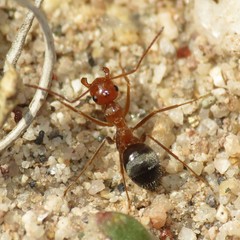 Myrmecocystus
