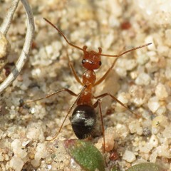 Myrmecocystus