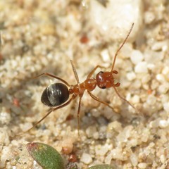 Myrmecocystus