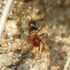 Myrmecocystus