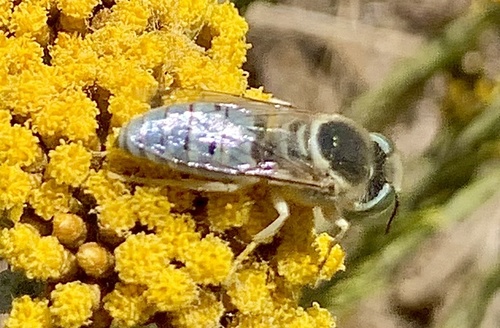 Representative image of Bembix olivacea