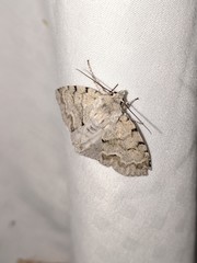 Acronicta innotata