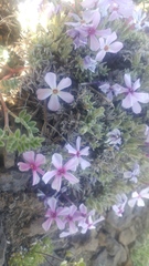 Phlox solivaga