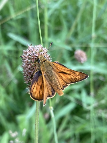 Large skipper