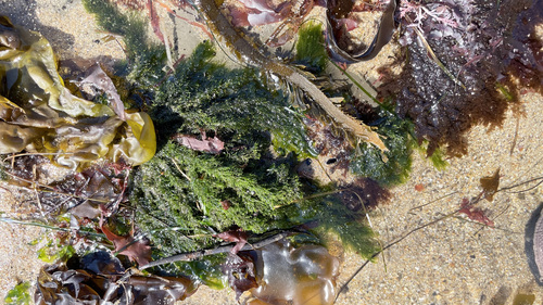 Image of Green Rope (Acrosiphonia coalita) by (c) Allison Gong, some rights reserved (CC BY)