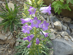 Campanula speciosa