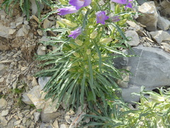 Campanula speciosa
