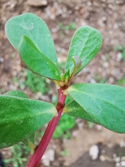 Portulaca oleracea