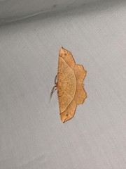 Euchlaena tigrinaria