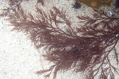 Odonthalia floccosa