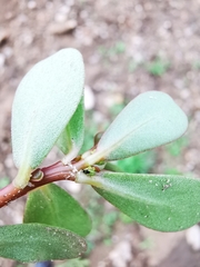 Portulaca oleracea