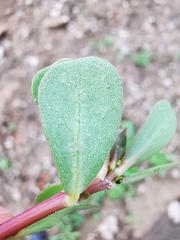 Portulaca oleracea