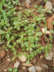 Portulaca oleracea