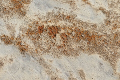 Polycauliona luteominia