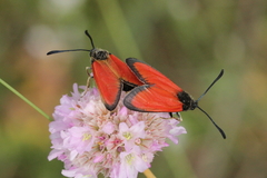 Zygaena rubicundus