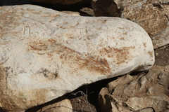 Polycauliona luteominia