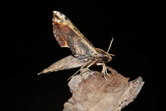 Xylophanes crenulata
