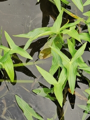 Sagittaria sagittifolia