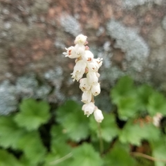 Heuchera hallii