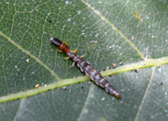 Parainocellia bicolor