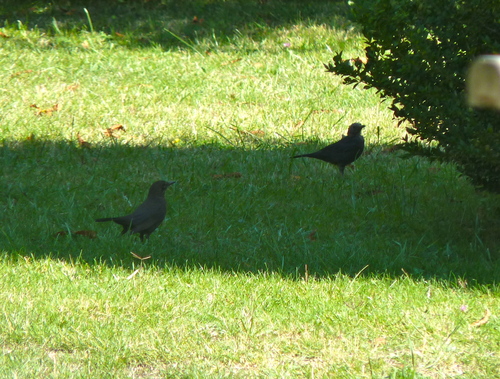 Turdus merula