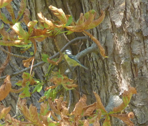 Cyanistes caeruleus