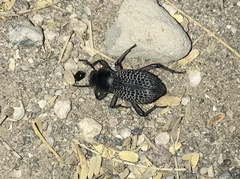 Cryptoglossa spiculifera