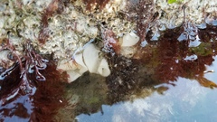 Onchidoris bilamellata