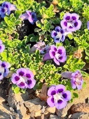 Aptosimum procumbens