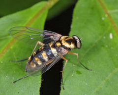 Chrysopilus ornatus
